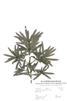 藏品(羅漢松)的圖片